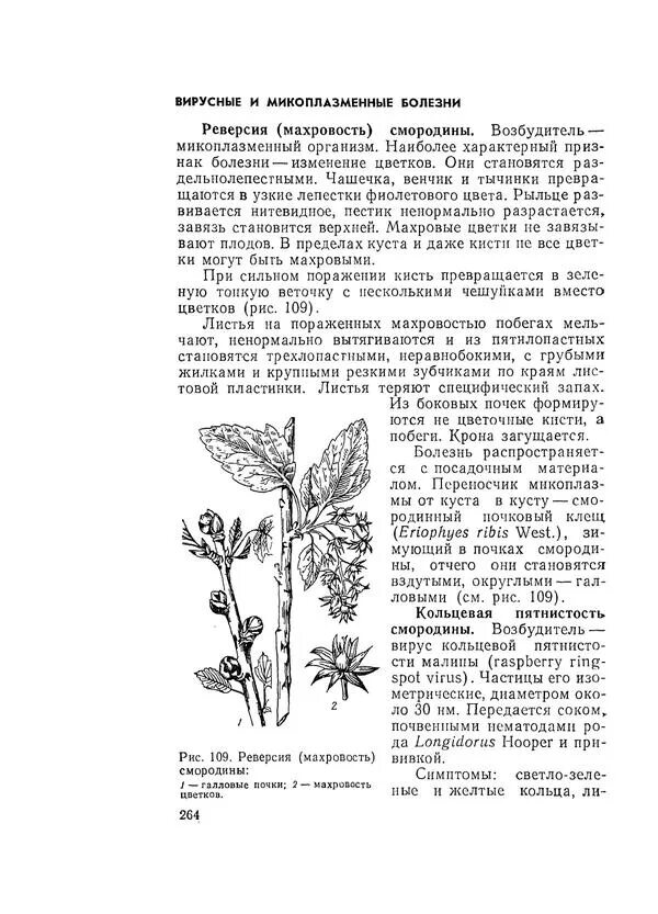 Махровость черной смородины возбудитель. Махровость смородины. Болезни смородины махровость. Реверсия (махровость).