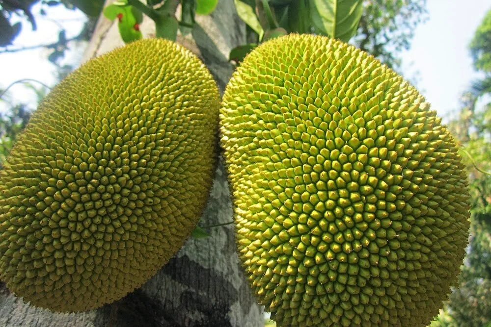 Хлебное дерево джекфрут. Самый большой джекфрут в мире. Хлебное дерево джекфрут. Джекфрут гигант. Джек фрукт хлебное дерево.