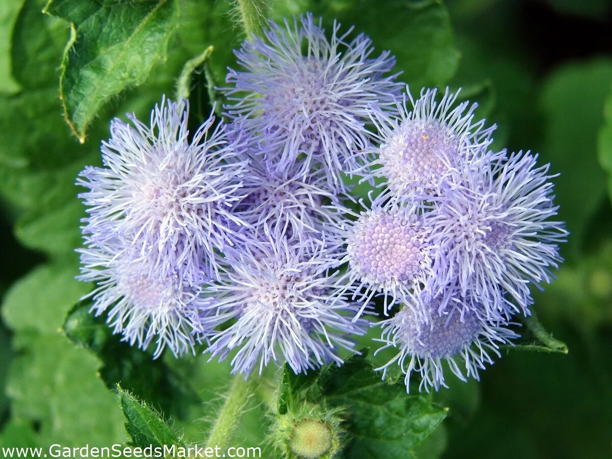 агератум посадка на рассаду. агератум гаустона семена. агератум семена посев. агератум мексиканский семечко. как выглядят семена агератума.