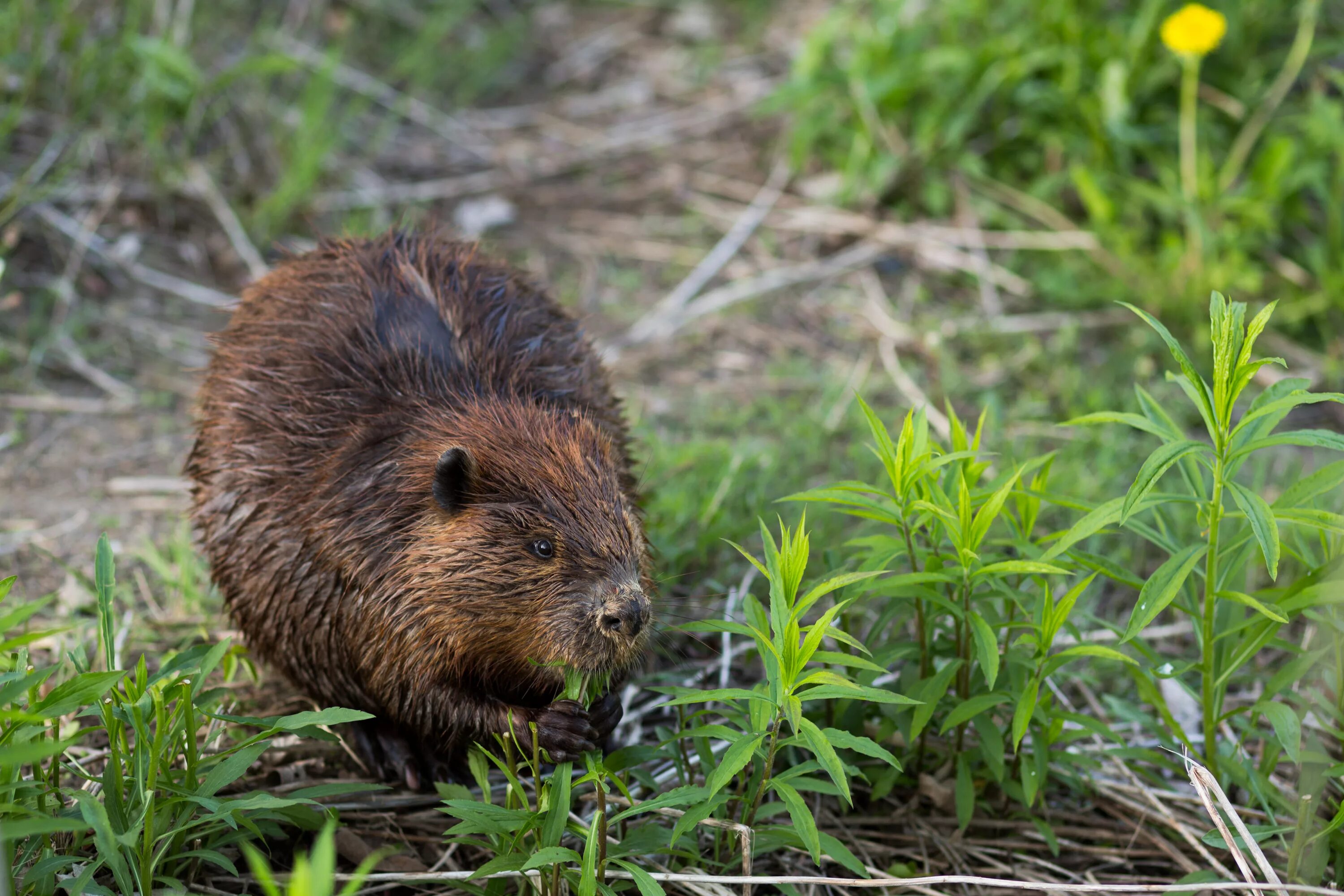 Лесной бобр. Тувинский бобр. Бобры в саратовской области. Воронежский заповедник бобры. Европейский речной бобр.