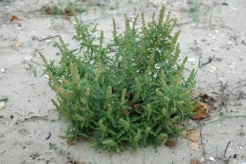 Амброзия дюна