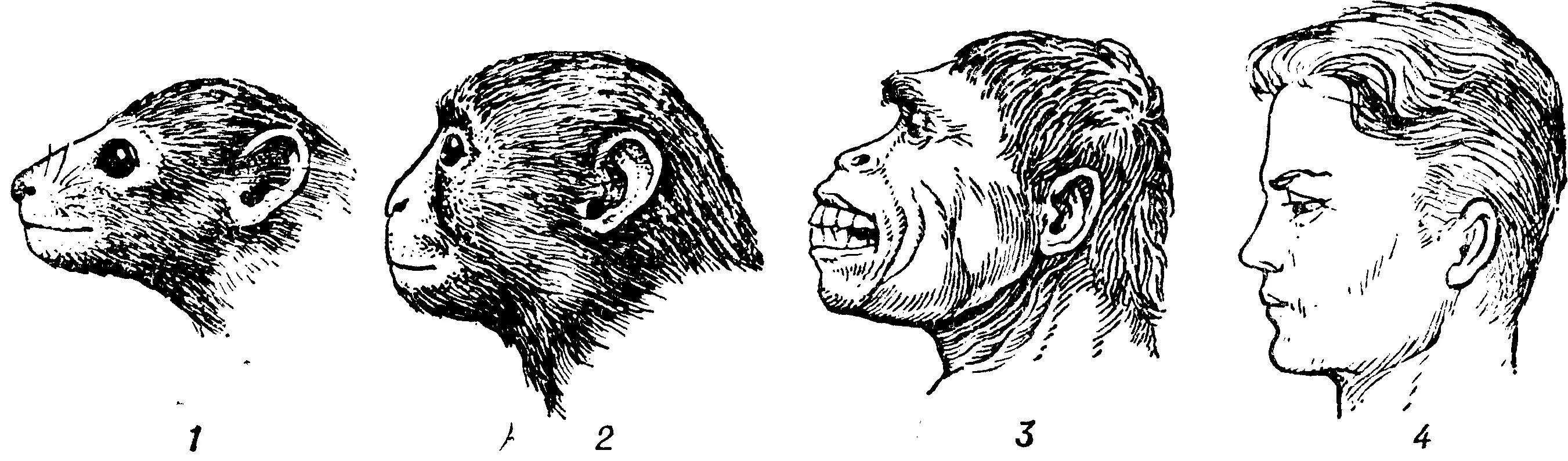 Австралопитек питекантроп неандерталец кроманьонец. Надбровные дуги у древних людей. Лобные Бугры и надбровные дуги. Мозг древнего человека и современного