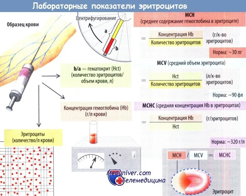 Длительность жизни эритроцитов. Регуляция количества эритроцитов. регуляция содержания эритроцитов в крови. функциональная система регуляции количества эритроцитов в крови. механизмы регуляции количества эритроцитов в крови..