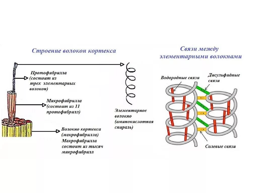 Образование дисульфидной связи. Структуры волокон кортекса волоса. Поперечные химические связи в кортексе. Химическое строение волоса. Химическое строение волоса дисульфидные связи.