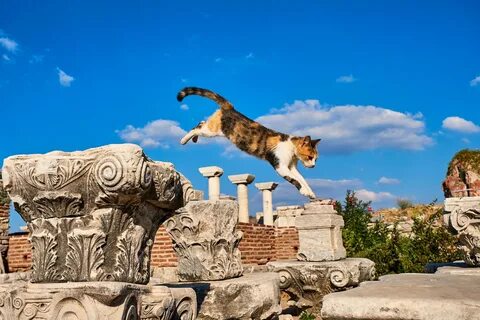 Cats around the world
