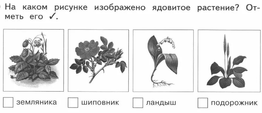 Какой тип изображен на рисунке. Задание ядовитые растения. Ядовитые растения задания для дошкольников. Съедобные и ядовитые растения задания детям. Задания несъедобные растения.