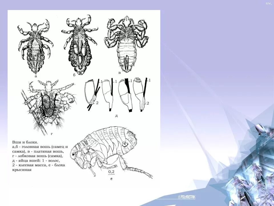 Платяная вошь строение самки. Строение платяной вши. Платяная вошь строение рисунок. Самка головной вши рисунок