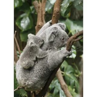 Какую среду освоила коала