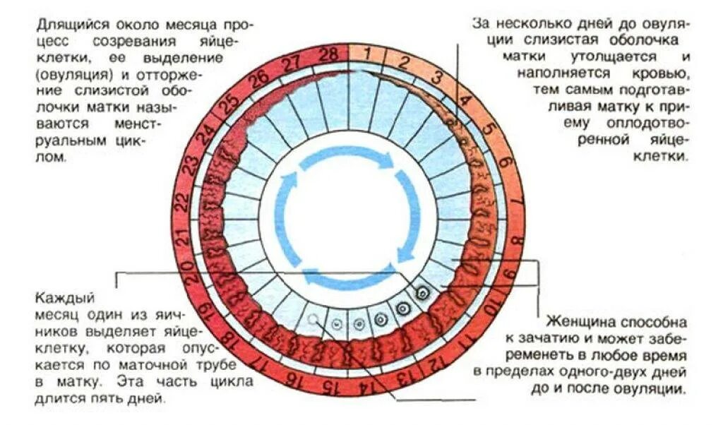 Месячный цикл 27 дней. Менструационный цикл. что такое цикл у женщин и овуляция. месячные овуляция цикл. цикл менструационного цикла и овуляция.