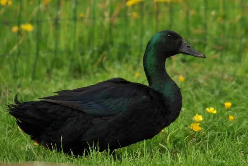 кряква каюга. утки породы каюга. американская каюга черная изумрудная. утята каюга. американская утка каюга.