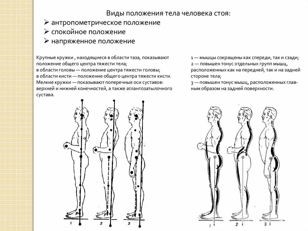 Вертикальное положение тела. Антропометрическое положение тела. Расположение общего центра тяжести. Центр тяжести стоя. Виды положения тела человека стоя.