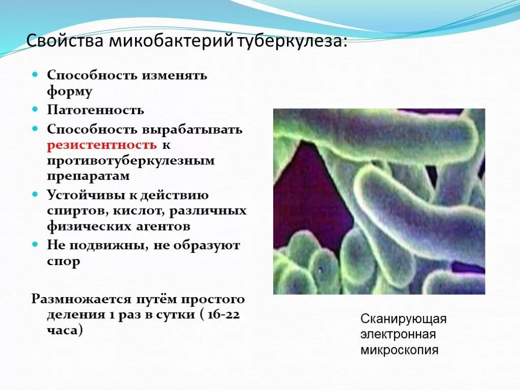 Биологические свойства бактерий. Микобактерия туберкулеза характеристика. Свойства возбудителя туберкулеза. Микобактерии туберкулеза биологические свойства. Микробиологическая характеристика микобактерии туберкулеза.