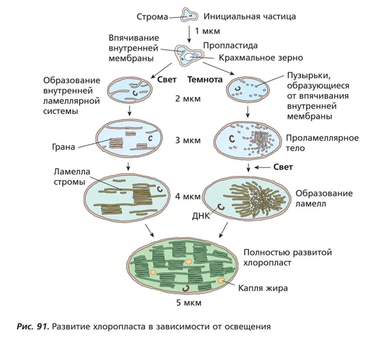 Клетка онтогенез. Схема превращения пластид. Схема образования пластид. Схема взаимодействия пластид. Взаимопревращение пластид схема.