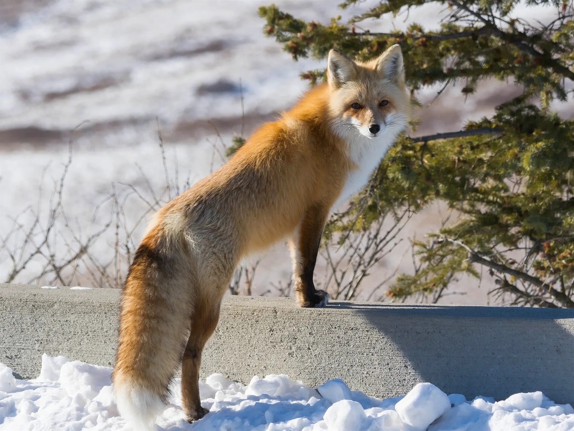 Лиса. Лиса фото. Рыжая лиса. Сибирская лиса. Fluffy fox