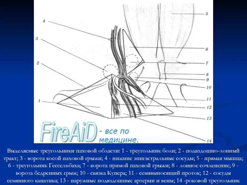 Топография пахового канала паховый промежуток паховый треугольник. Паховый канал стенки топография. Паховый треугольник гессельбаха. Falx inguinalis. Паховый промежуток треугольник гессельбаха.