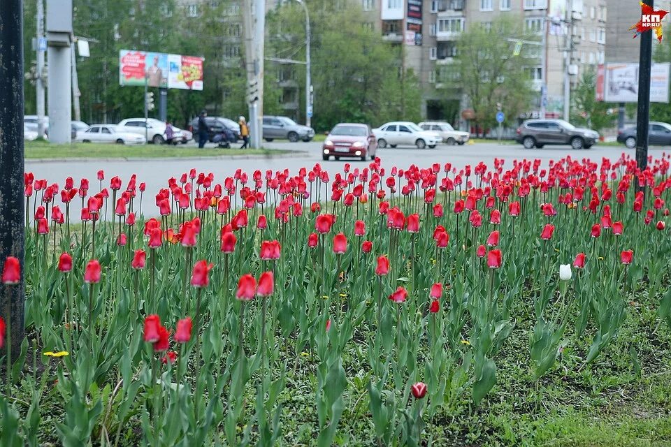 Тюльпаны в городских клумбах. Весенние красные цветы на городских клумбах. Краснодар цветение тюльпаны. Городские клумбы Ижевска.
