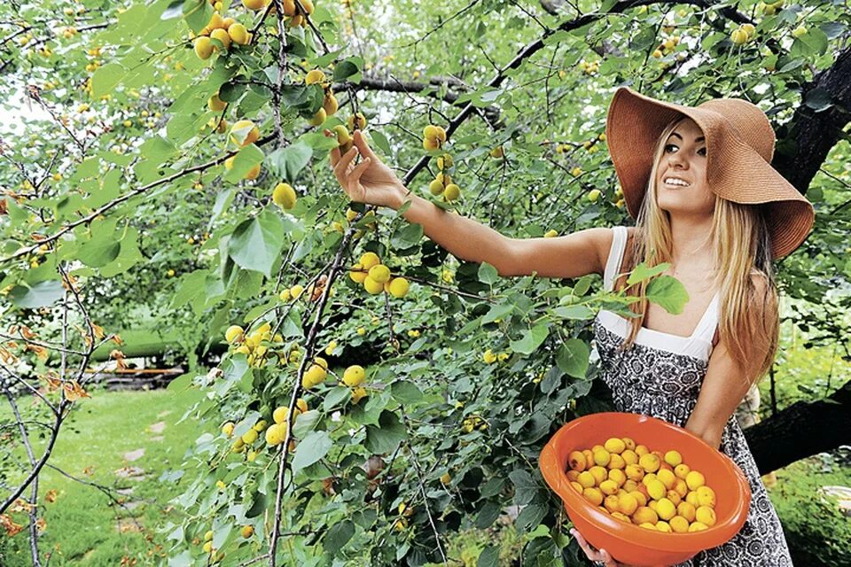 Цогол абрикос. Абрикос северный чемпион листва. Арарат абрикос. Абрикос дженгутаевский. Парень абрикосы.