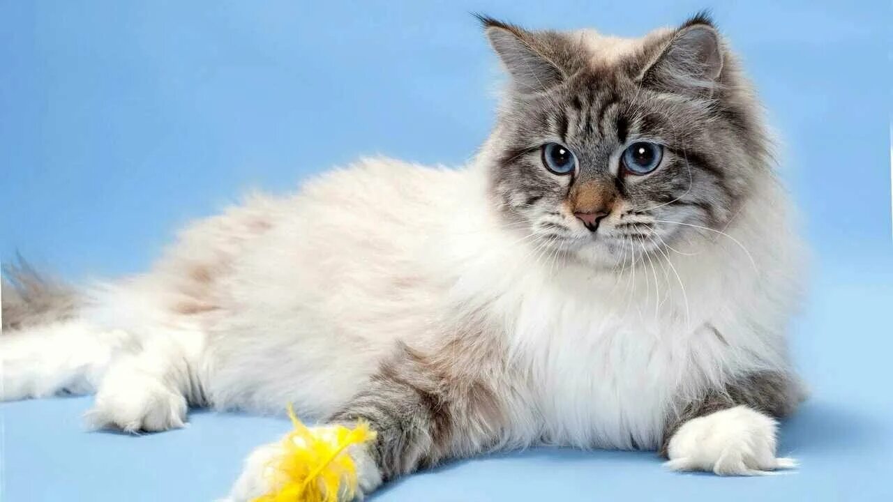 Как выглядит маскарадная кошка