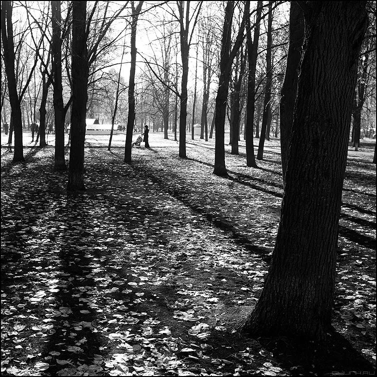 Есть в старом парке черный. Чёрно белая осень. Парк черно белый. Осенний парк черно-белые. Темный парк.