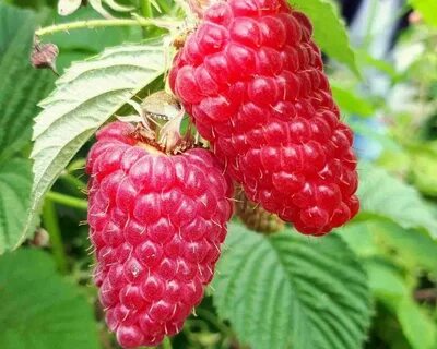 Характеристика сорта малины пшехиба