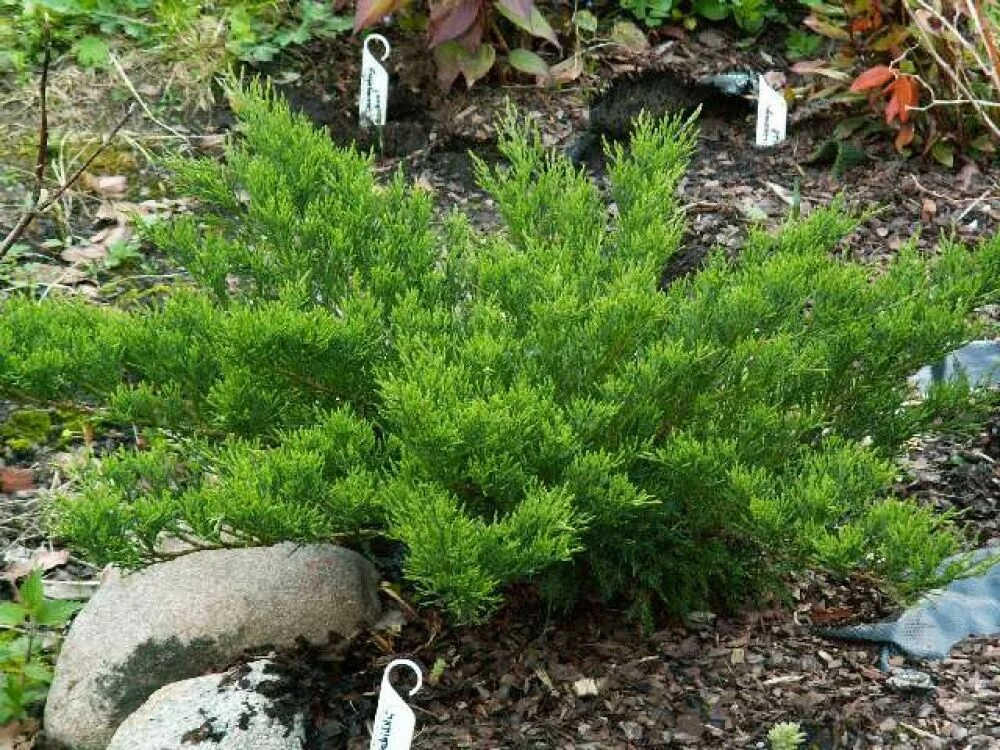 можжевельник казацкий juniperus sabina mac. можжевельник казацкий сабина. можжевельник казацкий глаука. можжевельник казацкий juniperus sabina. можжевельник казацкий кора.