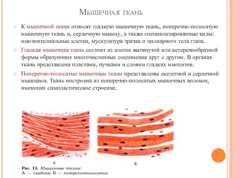Что образует мышечная ткань. Одноядерные волокна гладкой мышечной ткани. строение клеток гладкой и поперечно-полосатой мышечной тканей. клетки гладкой мышечной ткани. поперечно полосатая мышечная ткань.