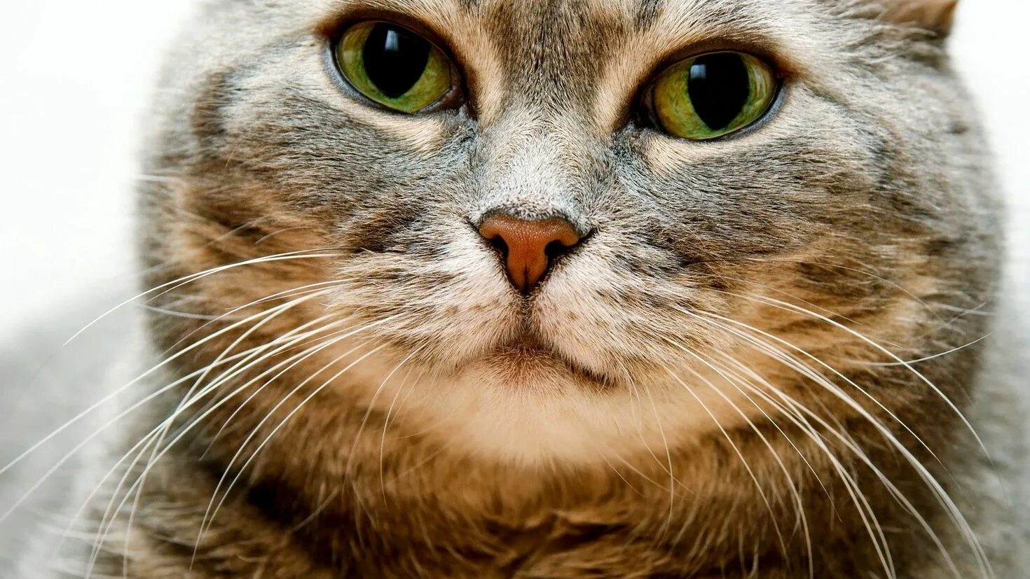 Морда м. Морда. мордочка кота. морда кота крупным планом. красивые кошки.