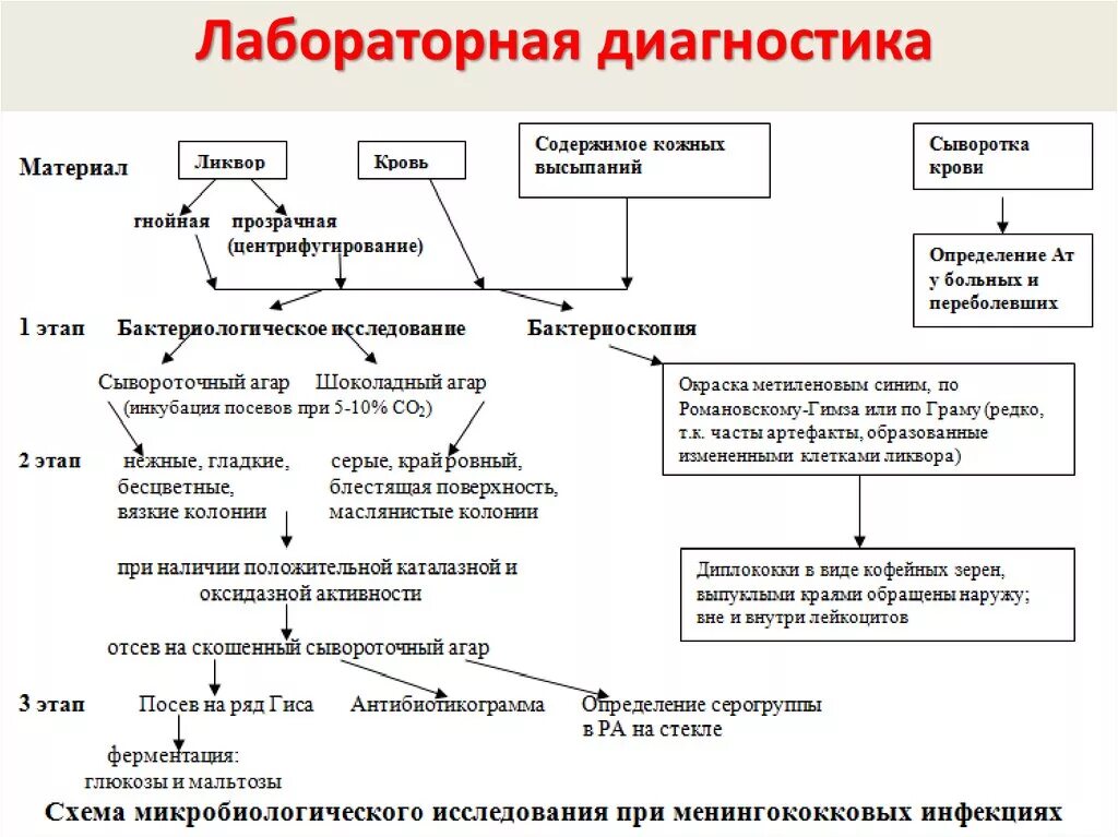 Схема лабораторной диагностики гонококковой инфекции. Алгоритм диагностики менингококковой инфекции. Схема лабораторной диагностики менингококковой инфекции. Схема микробиологического исследования на менингококк. 2 этап бактериологического метода