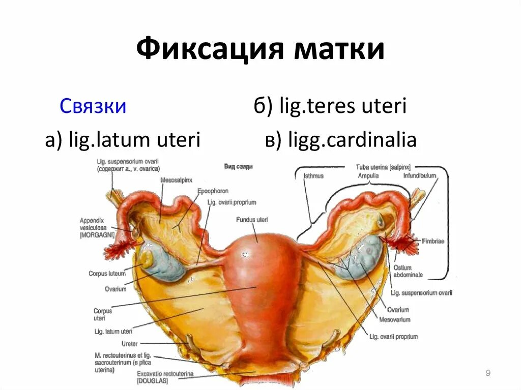 Матка анатомия связки матки. Широкая связка матки анатомия. Круглая связка матки анатомия.