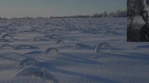 Бред снег