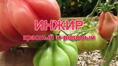 Томат инжир розовый характеристика