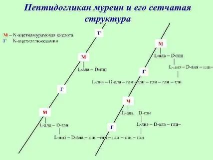 Пептидогликан бактерий