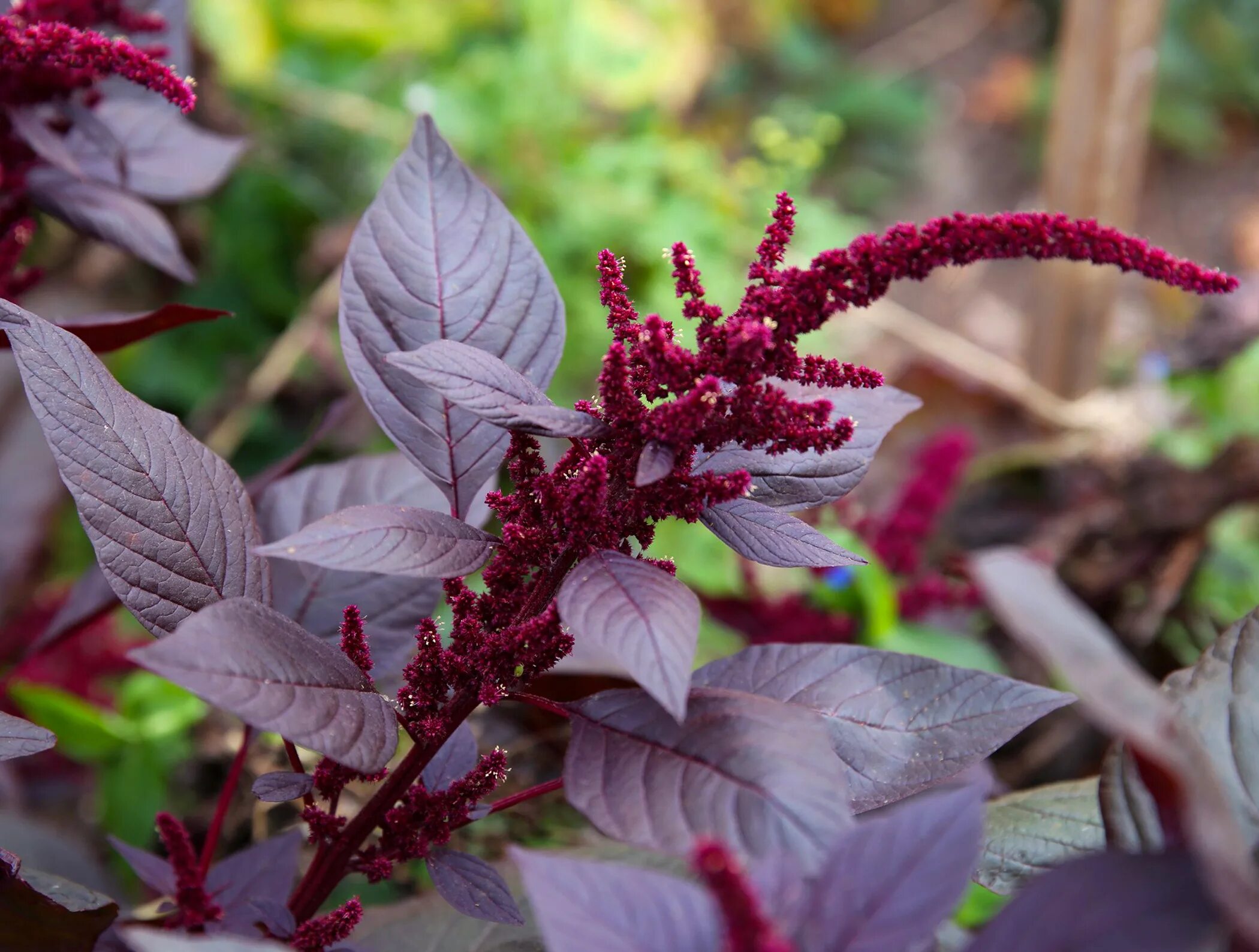 Амарант хвостатый лавина. Амарант что это за растение. Амарант что это за растение. Амарант жминда. Амарант щирица огородный.
