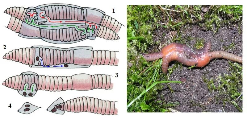 Кольчатые черви половая. Копуляция дождевых червей. Размножение кольчатых малощетинковых червей. Кольчатые черви Малощетинковые дождевой червь. Копуляция кольчатых червей.