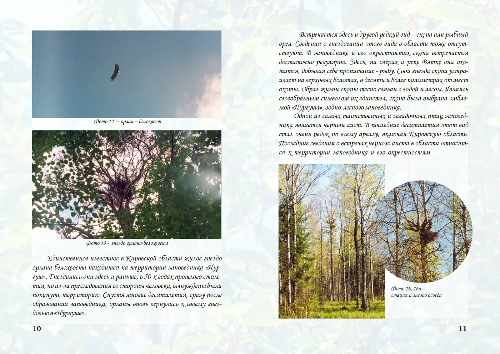 нургушский заповедник кировской области. охраняемые объекты заповедника нургуш. статус чижа в заповеднике нургуш. заповедник нургуш в кировской области птицы. статус чижа в заповеднике нургуш.