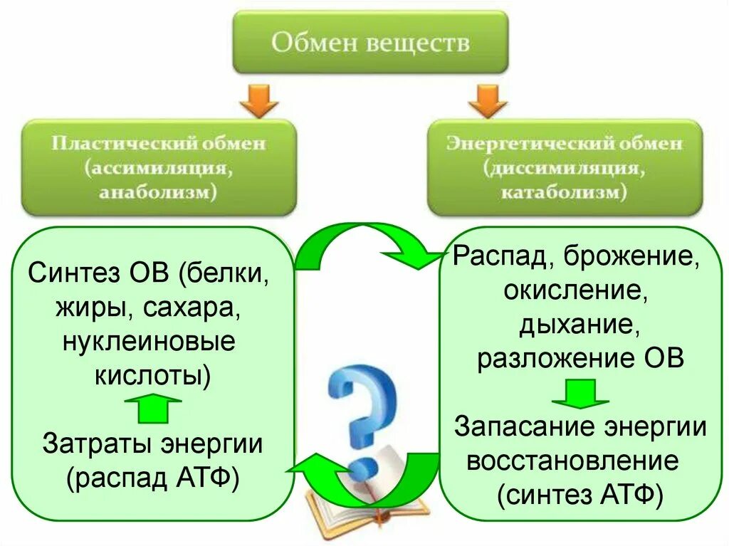 Пластический обмен веществ это процесс. Пластический обмен. Пластический обмен веществ. Пластический обмен это в биологии. Пластический обмен это процесс.