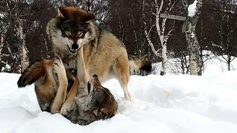 Жизнь волка видео