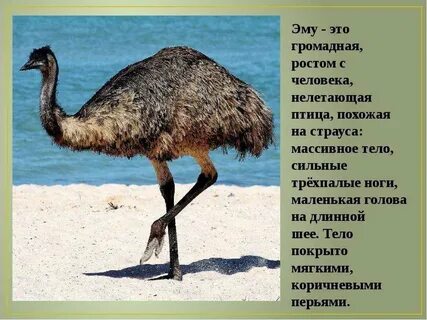 Сколько весит птица
