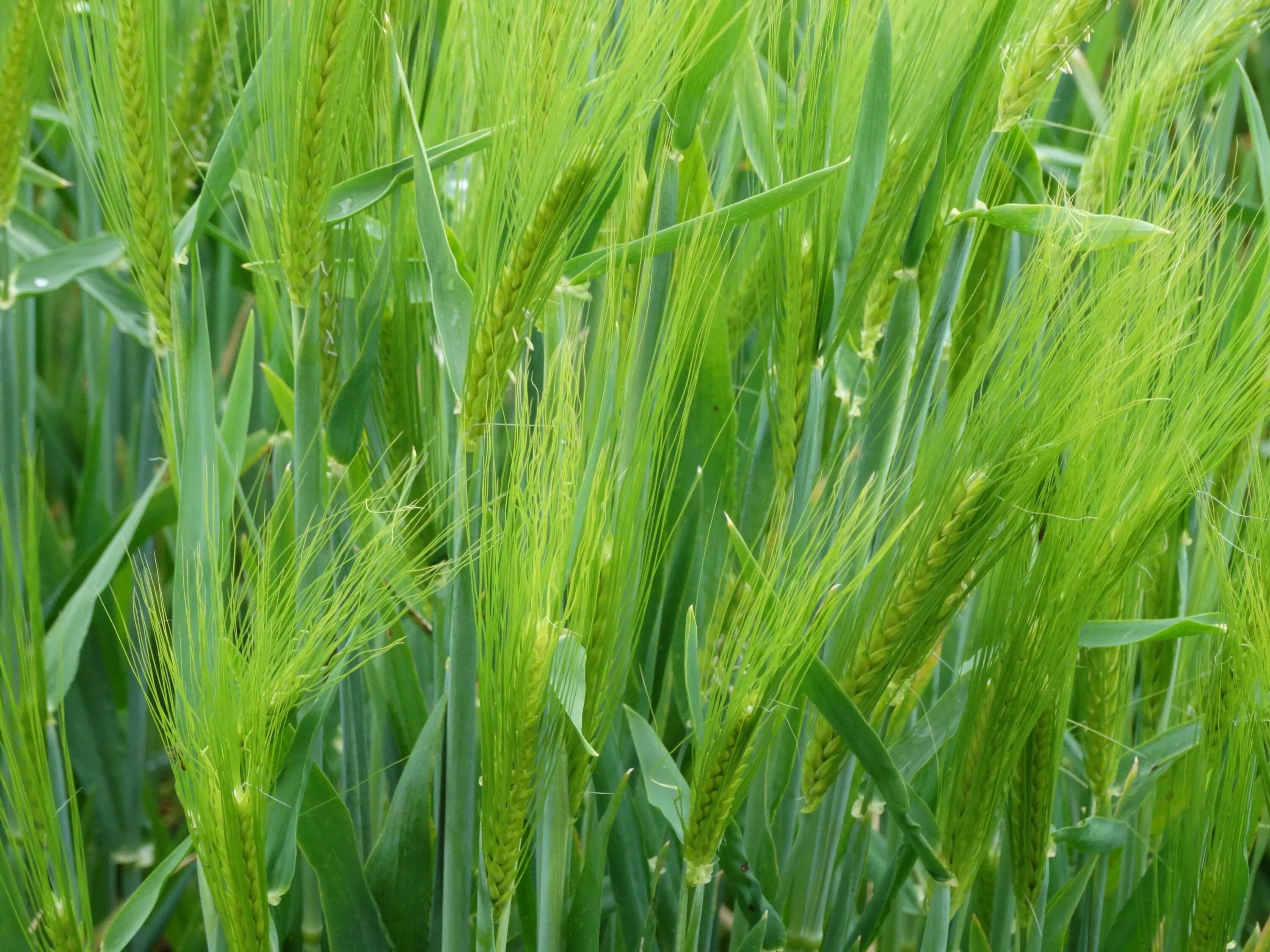 Ячмень посевной. Озимая пшеница мятликовая. Злаковые растения ячмень. Рост злаковых. Ячменное поле.