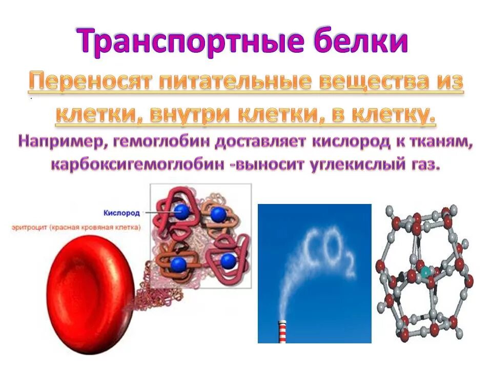 Транспортная функция белков структура. Транспортные белки. Транспортный белок функции. Транспортные белки примеры. В состав входят транспортные белки