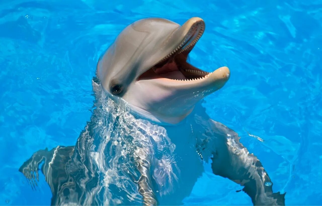 Дельфин издает звуки. Дельфин-Афалина. Дельфин улыбается. Радостный Дельфин. Дельфин фото.