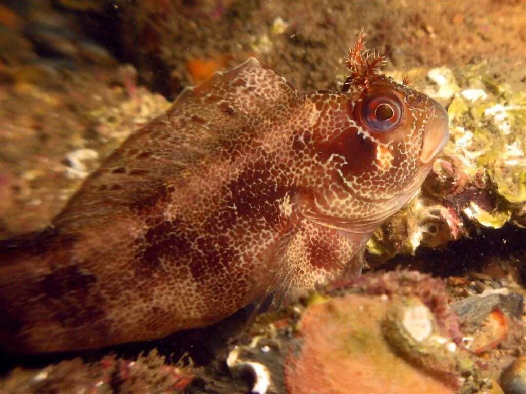 Морской пес. Морская собачка-сфинкс. Рыба собака Черноморская. Синеперая морская собачка. Щучья морская собачка.