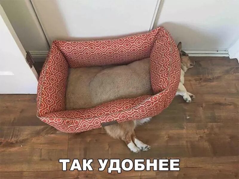 Удобный так как в таком. Так удобнее. мне так удобнее. сел полежать. картинка животное в лежанке.