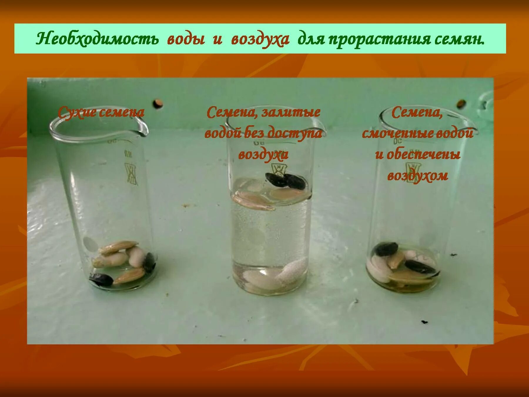 Почему необходим свет для прорастания семян. Опыт прорастание семян 6 класс биология. Эксперимент по прорастанию семян. Необходимость воды для прорастания семян. Опыт проращивание семян.