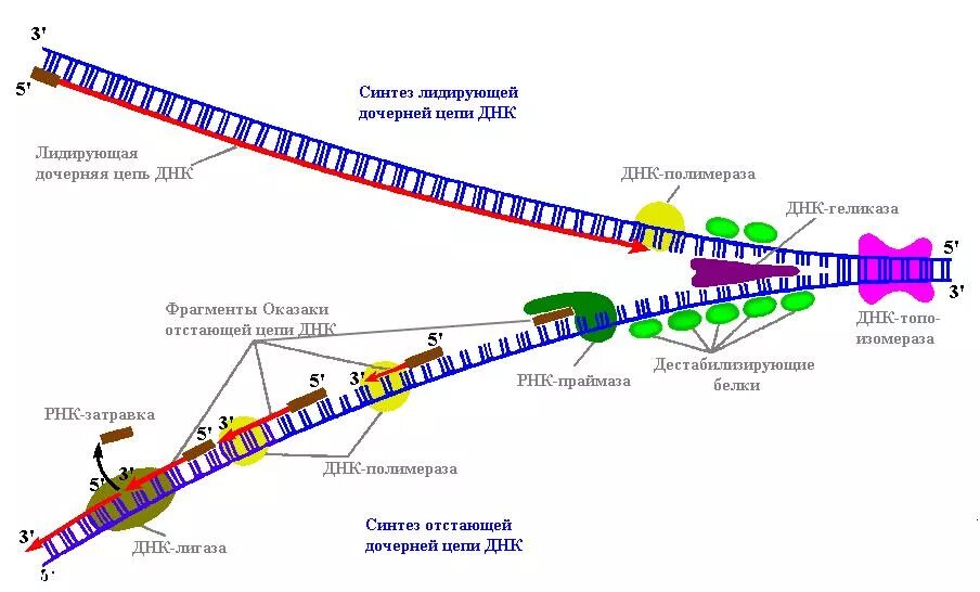 Синтез лидирующей дочерней цепи ДНК. Схема процесса репликации ДНК. Репликация схема репликативной вилки. Репликация ДНК лидирующая цепь.