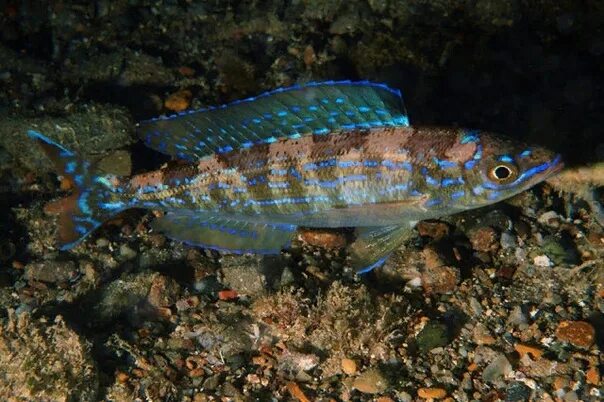 Какую рыбу можно поймать в Черном и Азовском морях? Рыбалка с FishManual.ru! Дзе