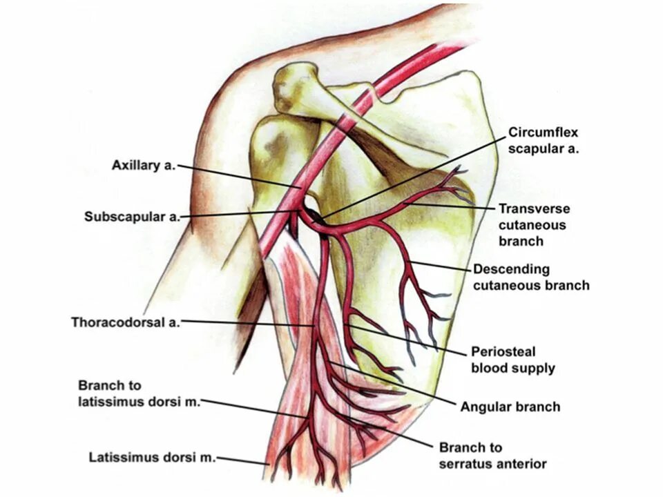 A circumflexa scapulae