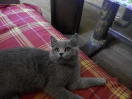 Смесь британского кота