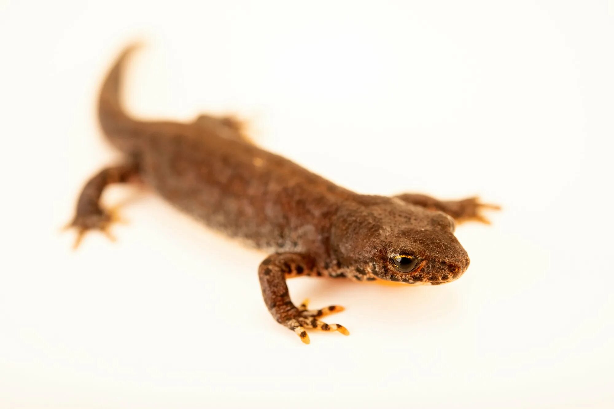 Испанский иглистый тритон. Обыкновенный тритон lissotriton vulgaris. Обыкновенный тритон triturus vulgaris l. Сколько лет тритону. Гребенчатый тритон 20 см.