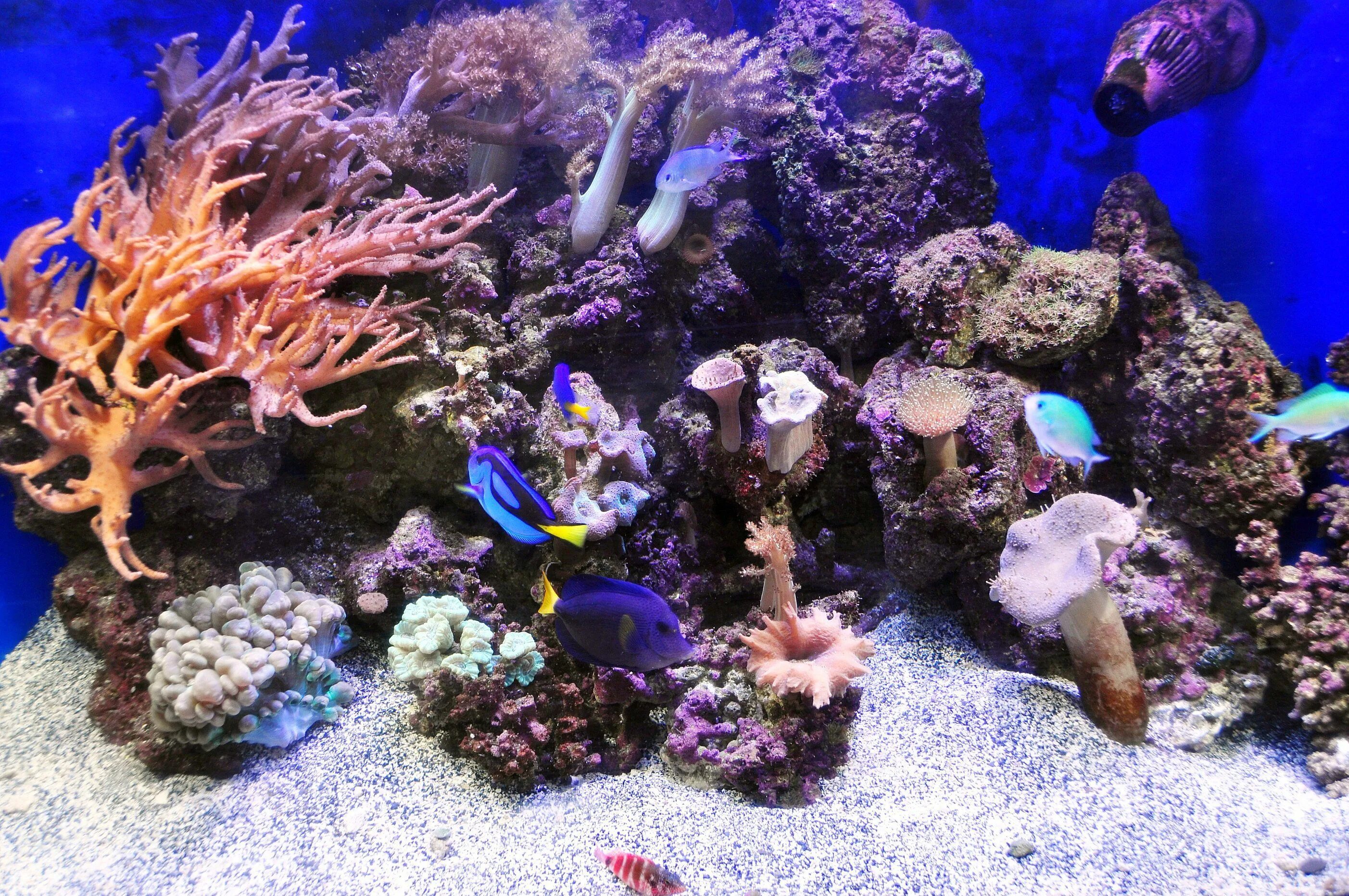 Нано риф. Морской нано риф. Акваскейпинг морского аквариума. Морской нано аквариум.